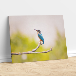 Blue Kingfisher on a Branch