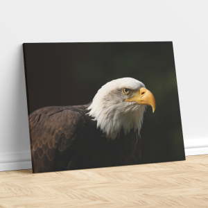 Majestic Bald Eagle