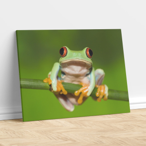 Frog on a Vine